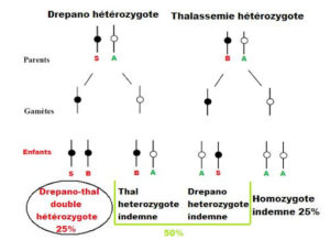 drepanocytose hétérozygote