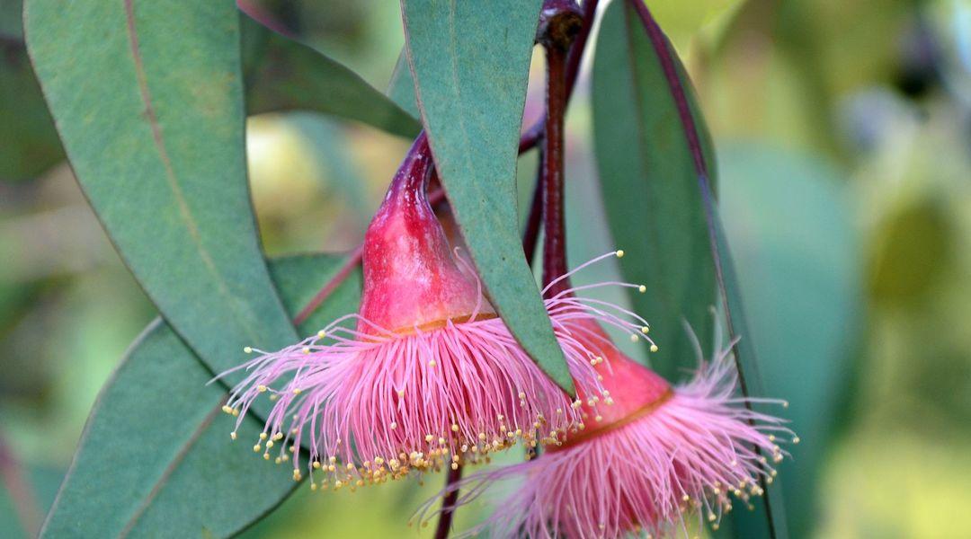 Lire la suite à propos de l’article Eucalyptus contre Sinusite et Asthme : Vertus et Bienfaits !