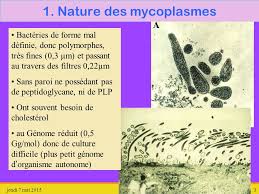 Mycoplasme symptômes