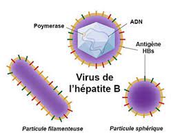 Lire la suite à propos de l’article Cause et symptômes de l’hépatite b