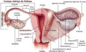 Lire la suite à propos de l’article La pyosalpinx est elle une source d’infertilité ?