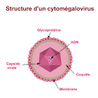 Cytomégalovirus traitement traditionnel