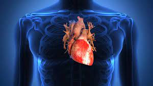 You are currently viewing Insuffisance cardiaque : comprendre les causes, les symptômes et les traitements