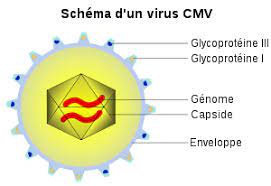 Lire la suite à propos de l’article Cytomégalovirus traitement naturel
