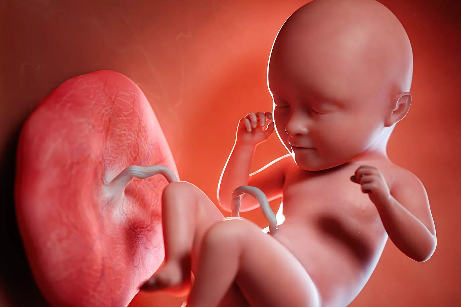 Lire la suite à propos de l’article Le Placenta : Un Monde Enchanté au Service de la Vie Intra-Utérine