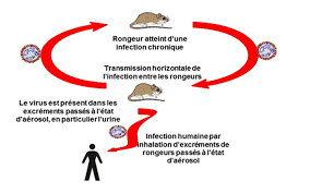 You are currently viewing Le Syndrome Pulmonaire à Hantavirus : Une Menace Méconnue Venant des Rongeurs Sauvages