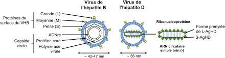 Lire la suite à propos de l’article Hépatite D : Comprendre le Virus Delta et ses Implications
