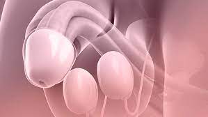 You are currently viewing Comprendre l’Infertilité Masculine : Causes, Diagnostic et Options de Traitement