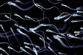 Lire la suite à propos de l’article La Nécrozoospermie : Quand les Spermatozoïdes Sont Inactifs