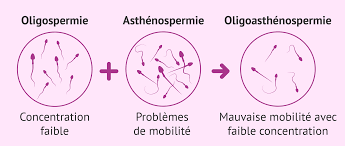 Lire la suite à propos de l’article Asthénospermie : Comprendre le Spermatozoïde Lente Mobilité