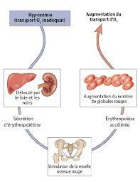 Lire la suite à propos de l’article Hypoxémie : Comprendre la Baisse du Taux d’Oxygène dans le Sang